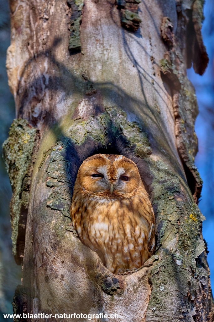 Waldkauz (Strix aluco) &copy; Oliver Bl&auml;ttler